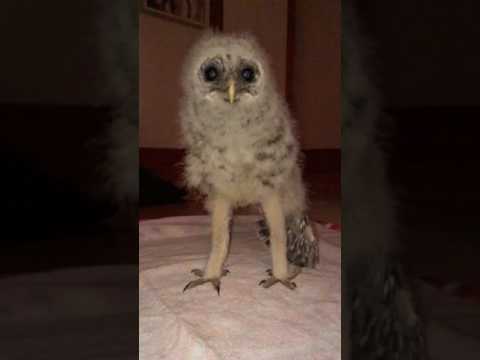 barred-owlet-funny-long-legs