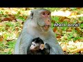 Poor mom Jane scream call her baby Janna look so sad cuz all monkey in group change place