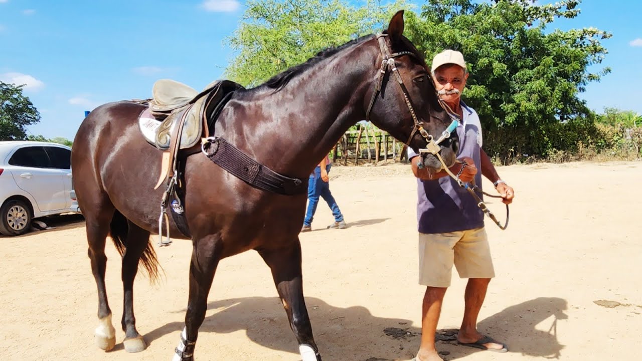 FEIRA DE CAVALOS EM ALTINHO-PE  31-01-2026 #nordeste
