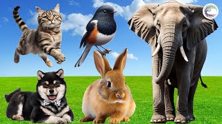 The Most Beautiful Animals Of Asia: Cat, Bird, Dog, Rabbit, Elephant