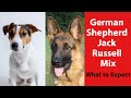 German Shepherd Jack Russell Mix: What to Expect