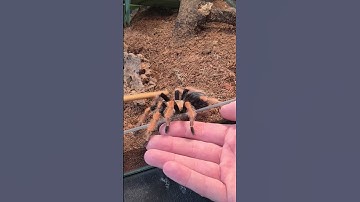 Tips On Handling Your Tarantula! 😬🕷🕸 #shorts