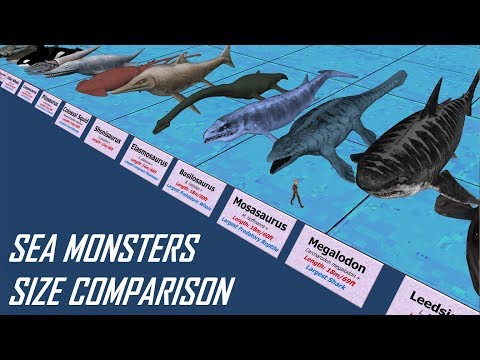 Manta Ray Size Chart