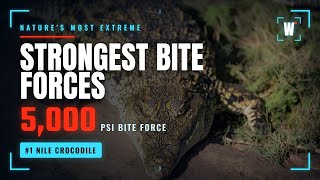 Top 10 Strongest Bite Forces on Earth