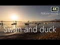 ■4K映像×白鳥とカモ■夕暮れの猪苗代湖の渡り鳥の鳴き声2h 夜には花火が鳴り響きざわめき立つ鳥たち