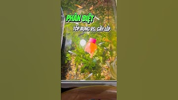 Cách Phân Biệt Cá Cảnh Bị Tóp Bụng & Gầy Lép Tránh Nhầm Lẫn - Nuôi cá dưỡng tâm