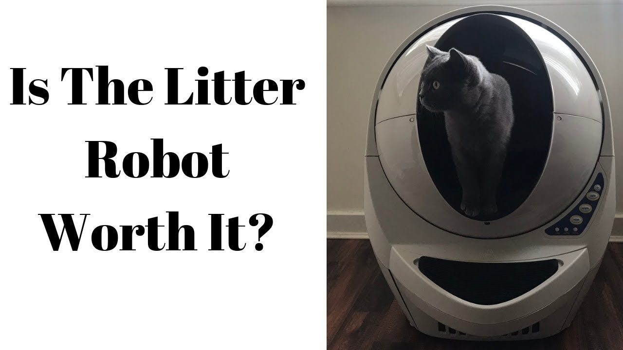cats inn Is The Litter Robot Worth It?