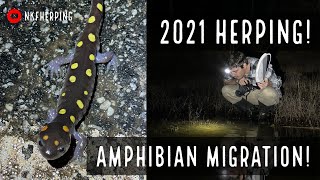 Moving Amphibians off the Road and Exploring Ponds with Hundreds of Frogs and Salamanders! (2021)