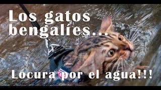 Gato bengalí paseando por el río y caminando por el agua