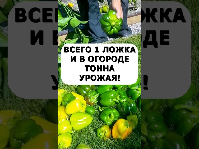 Только эта подкормка преобразила бабушкин огород. Растёт тонна помидор, огурцов, перца!