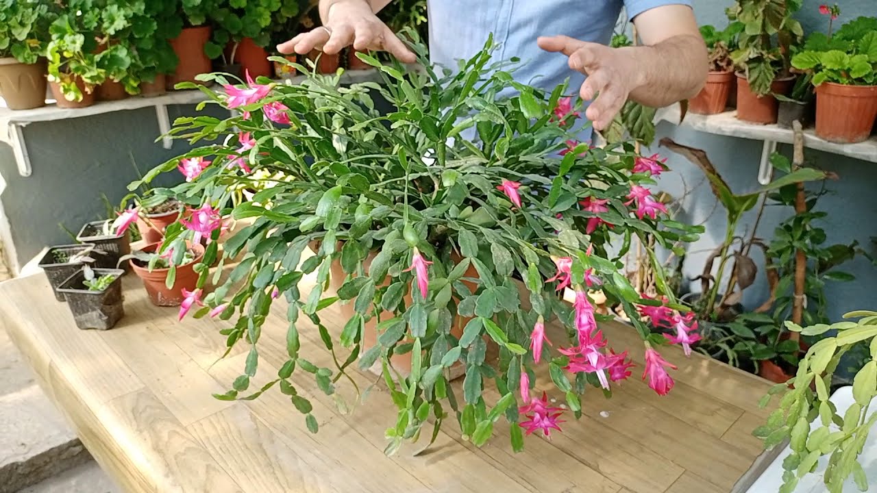 YILBAŞI ÇİÇEĞİ NASIL BİR ORTAM İSTER?[What kind of environment does the Christmas flower want?]