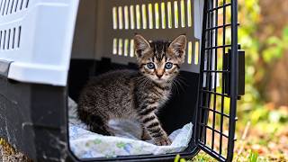 Two Years Ago, I Brought This Tiny Kitten Home