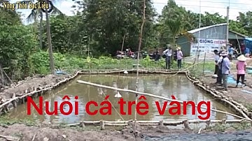 Nuôi cá trê vàng trong ao đất