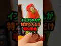 インコちゃんが特定の人だけ噛む理由