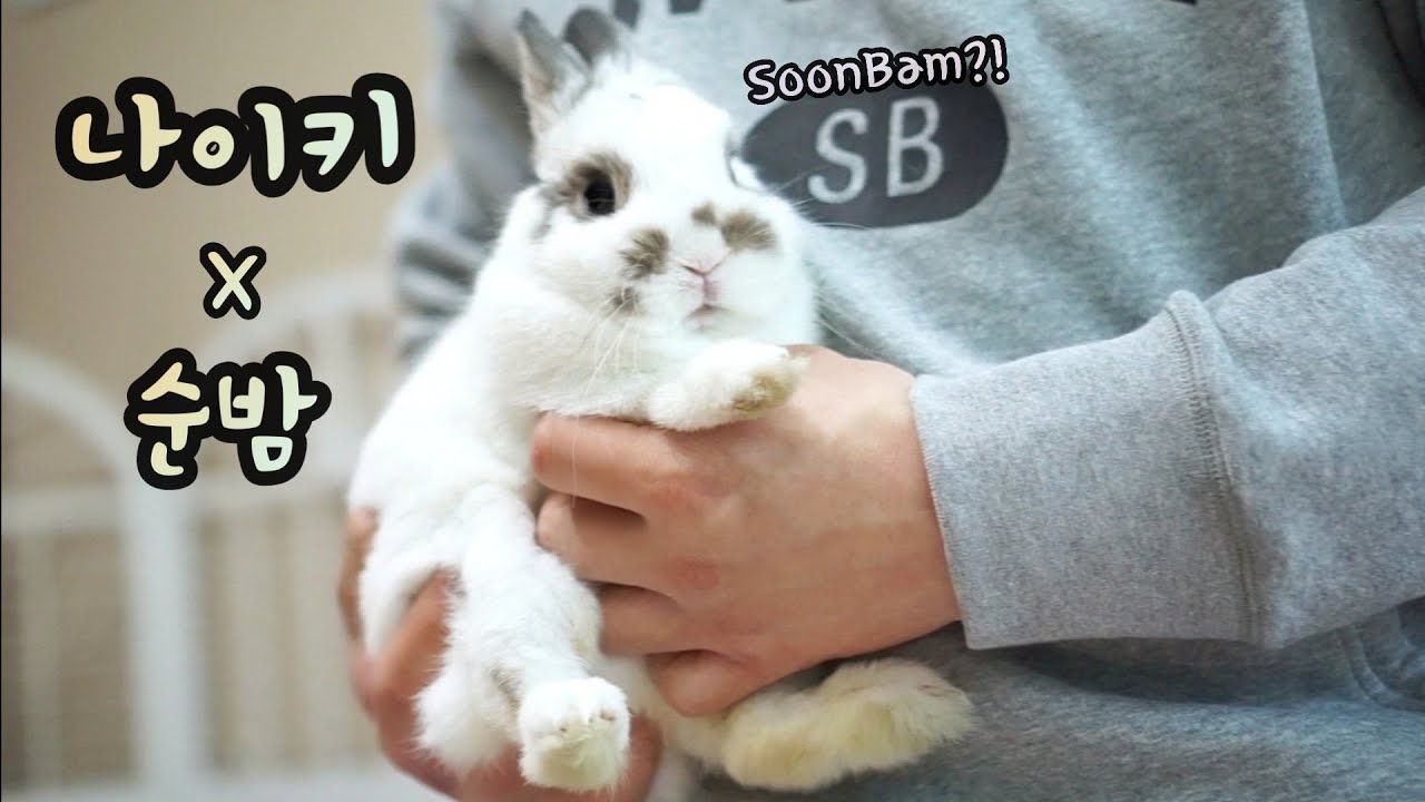토끼 내 토끼들 🐰