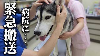 ハスキー犬の頭に穴があき緊急で病院に行った結果...