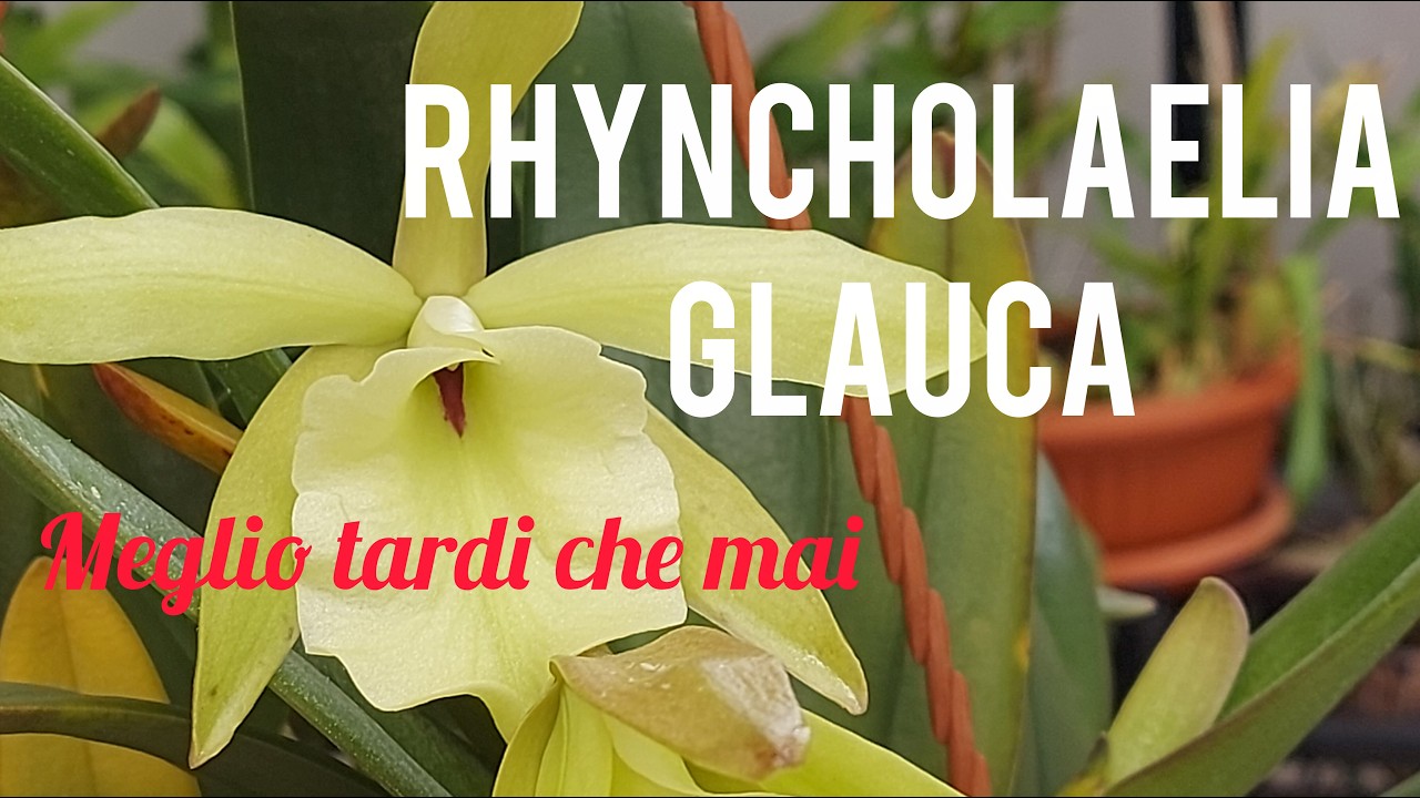 Rhyncholaelia glauca в период первого цветения 🎉