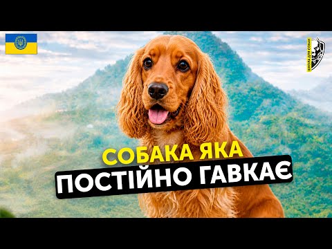 🇺🇦ВІД ПРОБЛЕМНОЇ ДО СЛУХНЯНОЇ: РЕАЛЬНА ІСТОРІЯ СОБАКИ