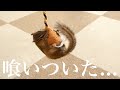 【シマリス】猫じゃらしを発見した瞬間本能が目覚めたリスがこちら...