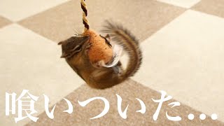 【シマリス】猫じゃらしを発見した瞬間本能が目覚めたリスがこちら...