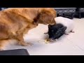 DOG AND CATS FUNNY VIDEO