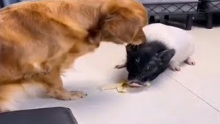 DOG AND CATS FUNNY VIDEO