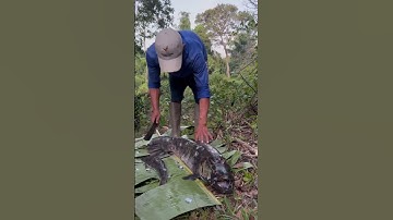 Almost bitten by monster Aimara Wolffish in the Amazon jungle of Guyana #shorts #rivermonsters