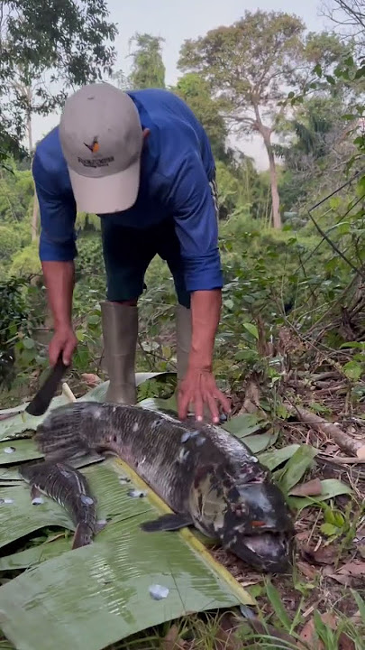 Almost bitten by monster Aimara Wolffish in the Amazon jungle of Guyana #shorts #rivermonsters