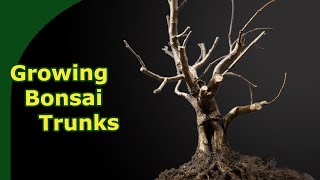 Pruning & Rootwork when Developing Bonsai Trunks