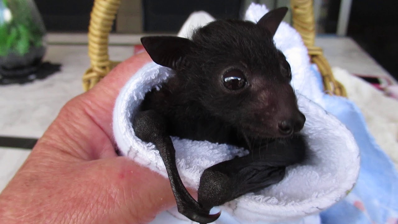 The Wide Eyed Wonder Of Baby Bats YouTube