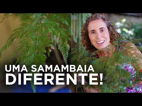 Vídeo: Cuidados com a samambaia do pé de coelho - Como cultivar samambaias Davillia Fejeensis