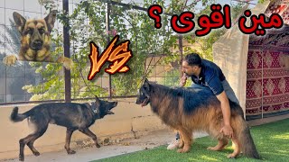 تحدي القوة والجمال بين كلب الجيرمن شيبرد  الشولاين ( هولك ) وكلب الورك لاين ( كلايمر ) 😳💔