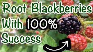 Growing Blackberries in Pots in Arizona | Triple Crown Blackberry