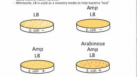 BIOL 210A - Miramar College - Biotech Lab Exam Review