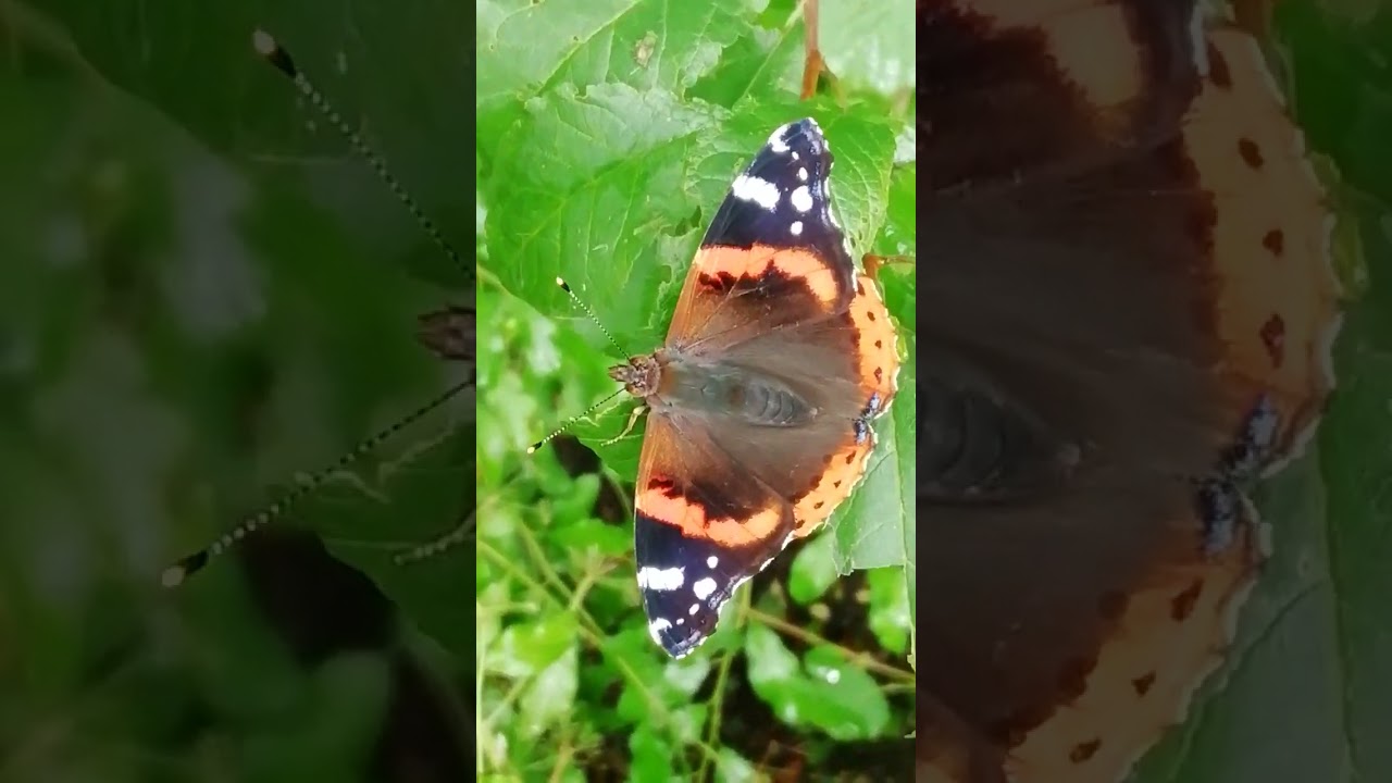 Admiral Schmetterling Tagfalter Falter Edelfalter Fleckenfalter Vanessa atalanta