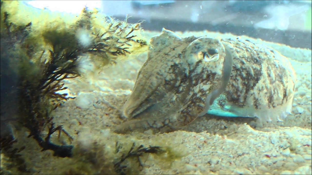 Cuttlefish laying eggs in aquarium YouTube