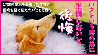 【老犬介護】愛犬の介護で役立ったアイテム いざという時の為に