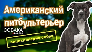 Американский питбультерьер. Энциклопедия собак.