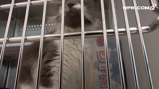 Video Now: RISPCA removes 21 cats, kittens from Tiverton home