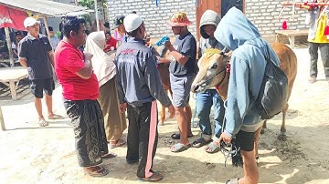 Pemberangkatan Karapan Sapi Tim Dua Putri Kedaton 99 Menuju Piala Presiden 2025.