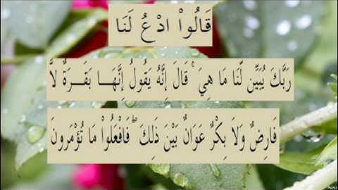 القران الكريم سورة البقرة الاية 68