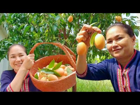 BACKYARD PICKING FRESH MANGO PLUM (EATING BREAKFAST) | NANA EATS