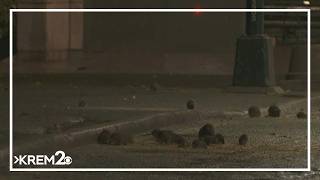 Mutant rodent plaguing cities across America