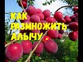 КАК РАЗМНОЖИТЬ АЛЫЧУ//МОЯЛЮБИМАЯ УСАДЬБА