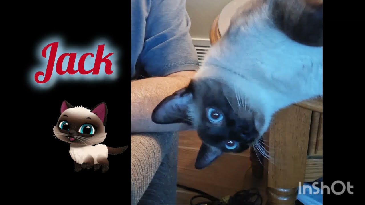 Check out my upside-down Chocolate Seal Point Siamese cat! 🤣 