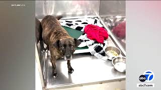 Miracle dog rescued after being discovered in Virginia cave