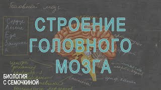 Строение головного мозга Строение головного мозга