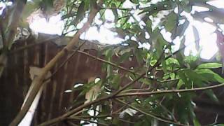 subair house aba
