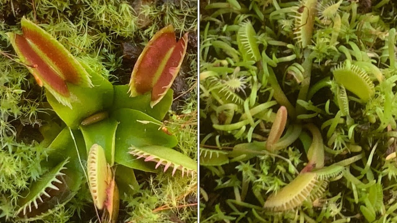 Unboxing dionaea muscipula Venus Flytrap ‘Fused Tooth’ and