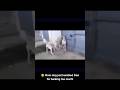 😂 Mom Dog Just Scolded Dad for Barking Too Much! 🐶 #DogFamily #FunnyDogs #AnimalComedy